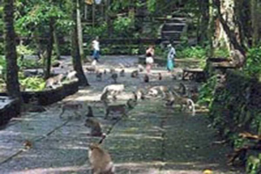 monkey forest, ubud, bali