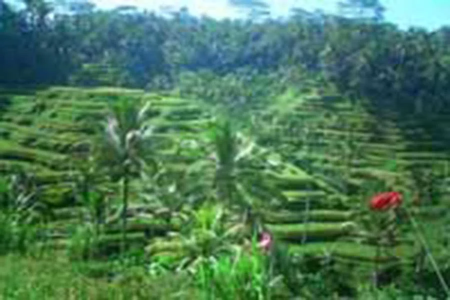 tegalalang, rice terrace, bali