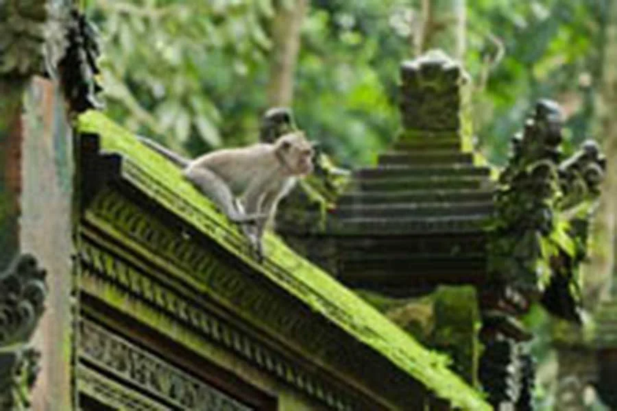 monkey at alas kedaton