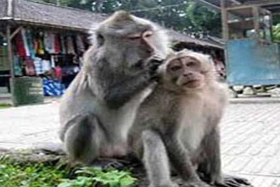 monkeys at alas kedaton bali old temple