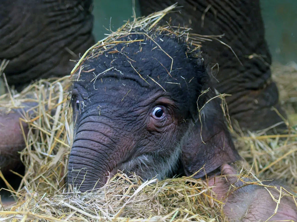 new born of elephant at bali zoo