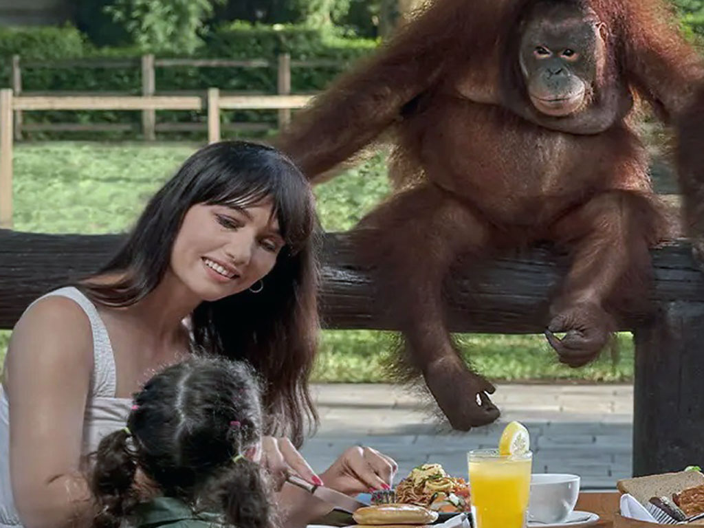 breakfast with orangutan at bali zoo