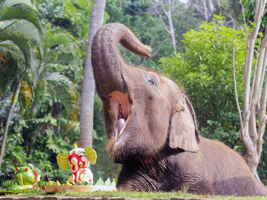 elephant at bali zoo