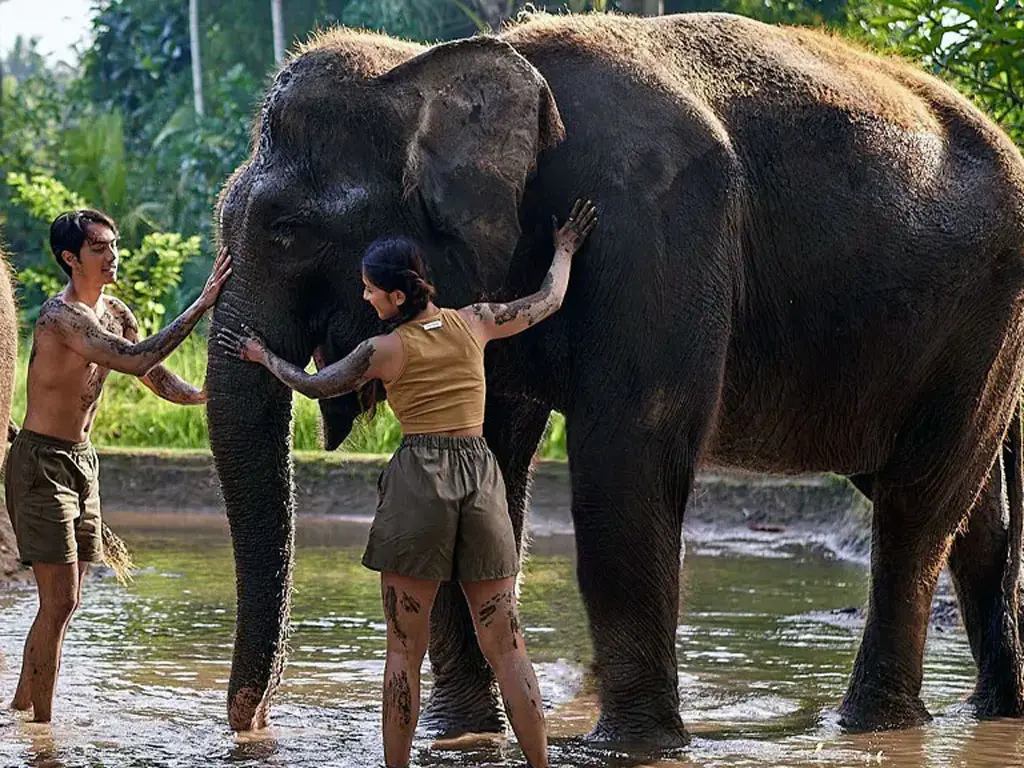 elephant mud fun program at bali zoo