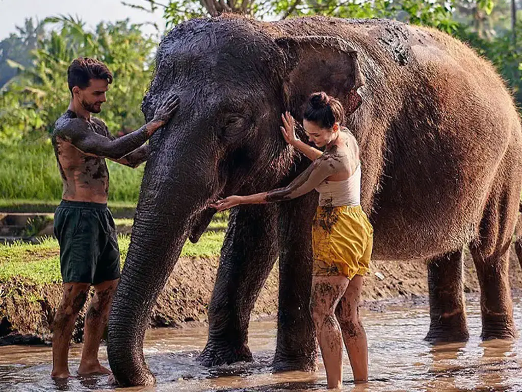 elephant bathing mud