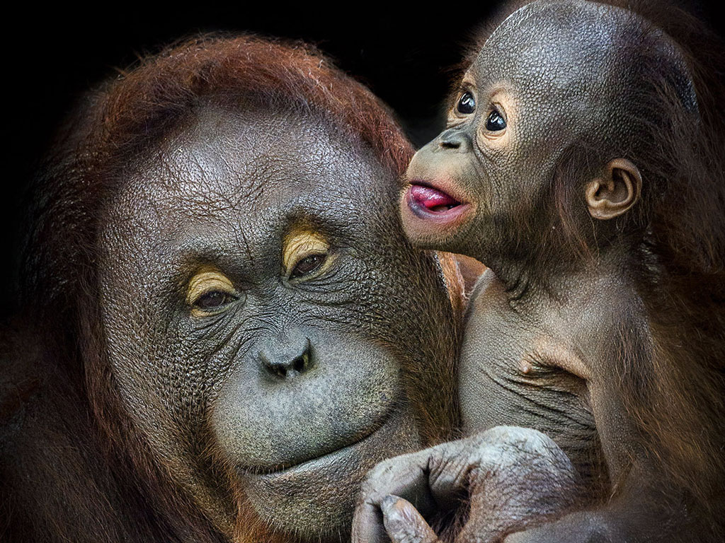 orangutan family
