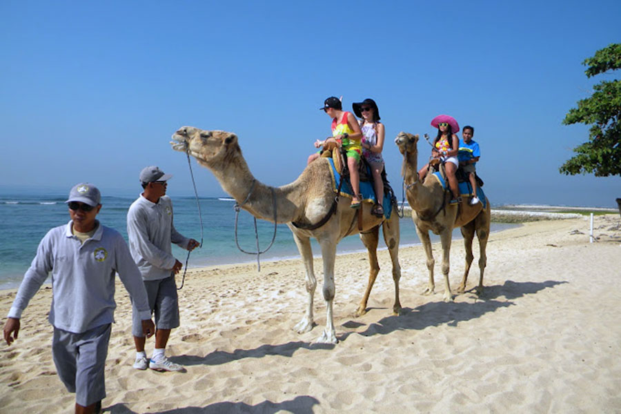 Camel Safari accompanied by Camel instructor
