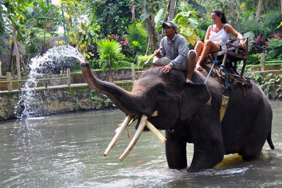 Elephant attraction on Elephant bathing