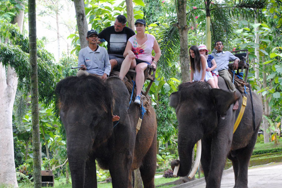 Elephant Riding Family Package
