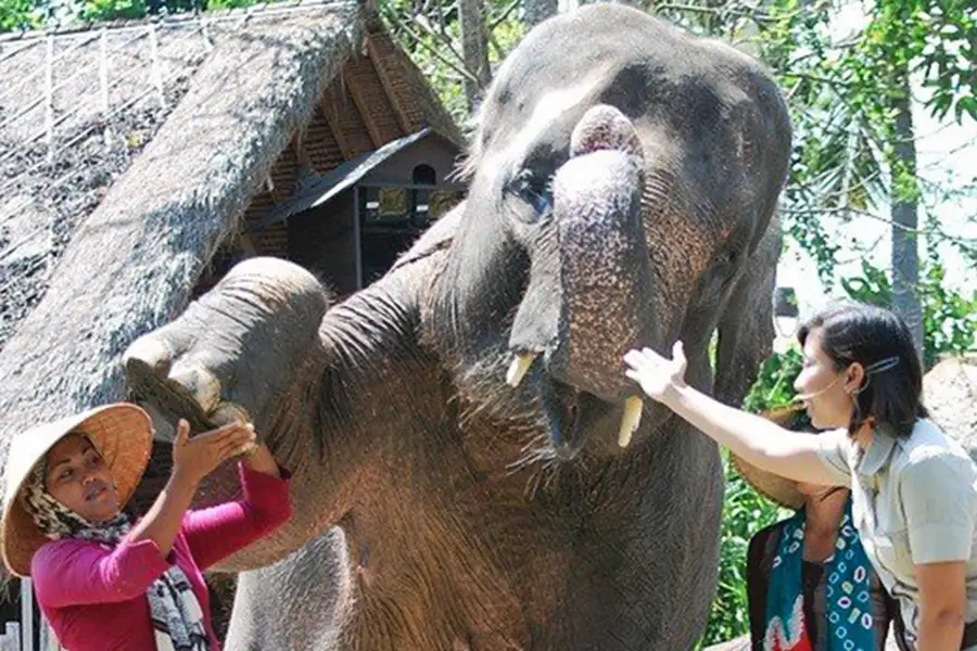 Elephant Show