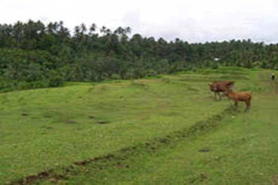 local peoples, countryside tours, vw bali safari