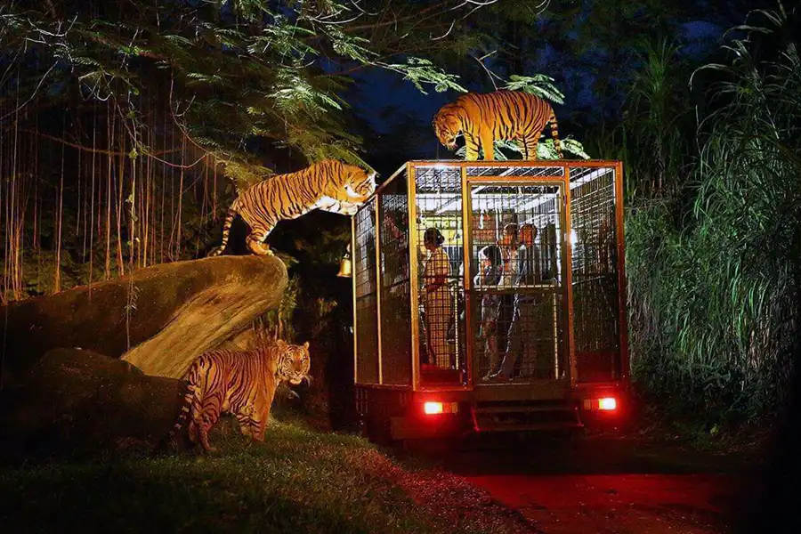 Night Safari Journey