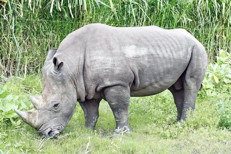 Rhinoceros (Diceros bicornis)