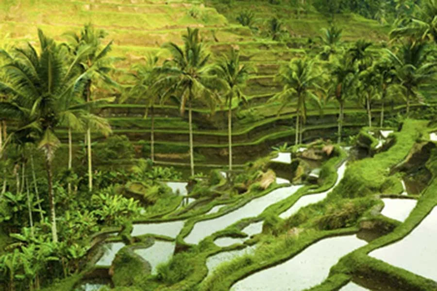 tegallalang, rice terrace