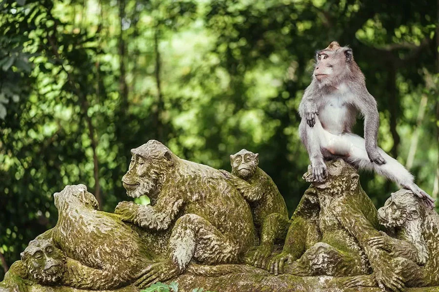 monkey forest, sightseeing bali, visiting bali