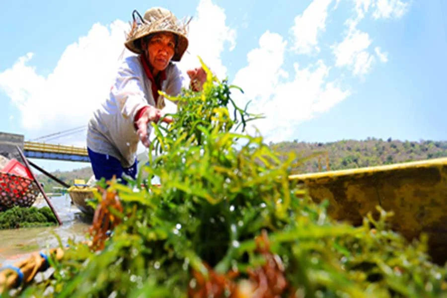 village tour, lembongan, starfish package