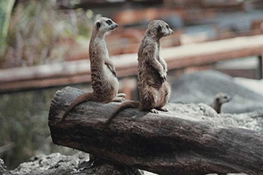 pertunjukan hewan di taman safari bali
