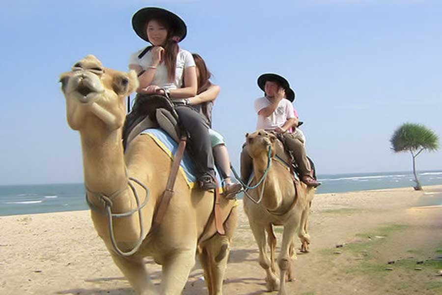 bali camel safari, riding a camel along the white sand beach