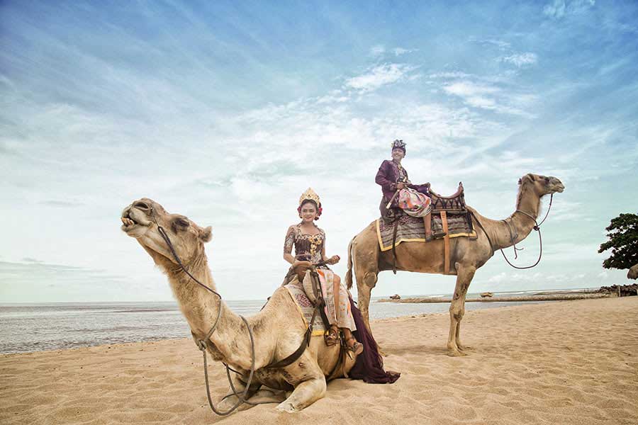 camel photo wedding, hilton bali resort