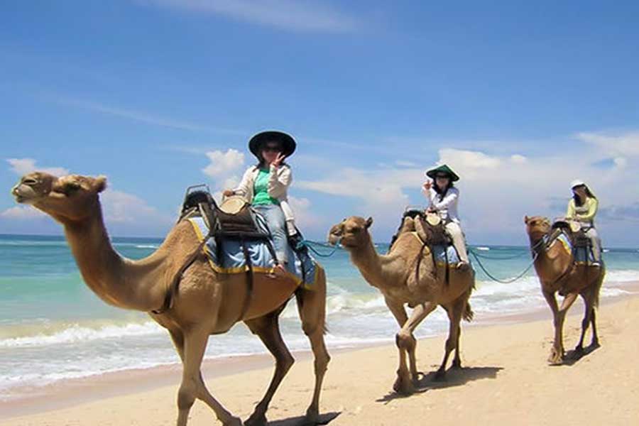 camel safari located at hilton bali resort nusa dua