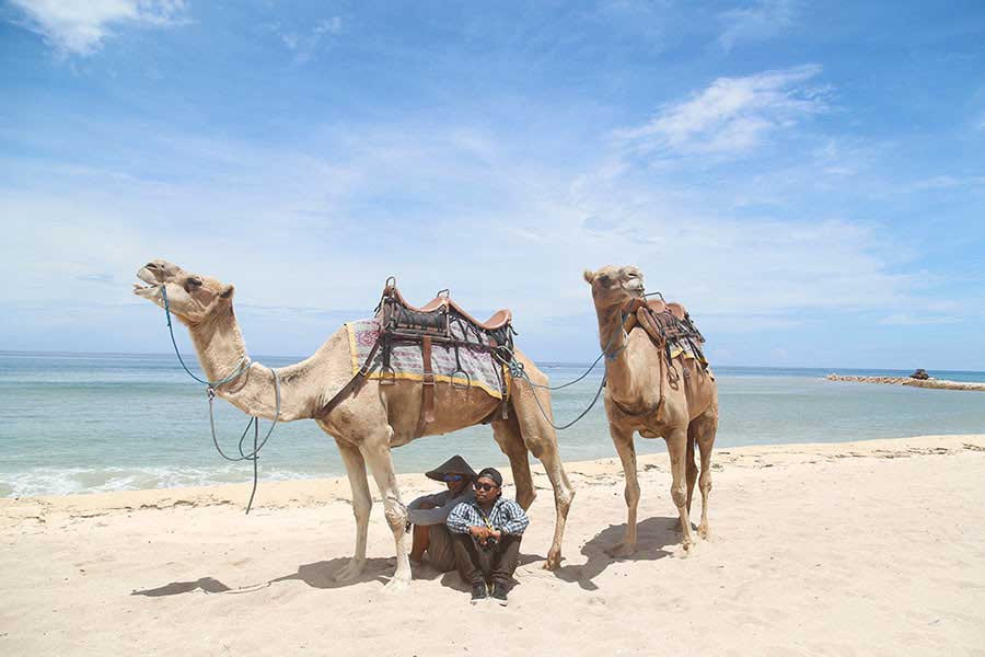 camel photo wedding, camels instructor
