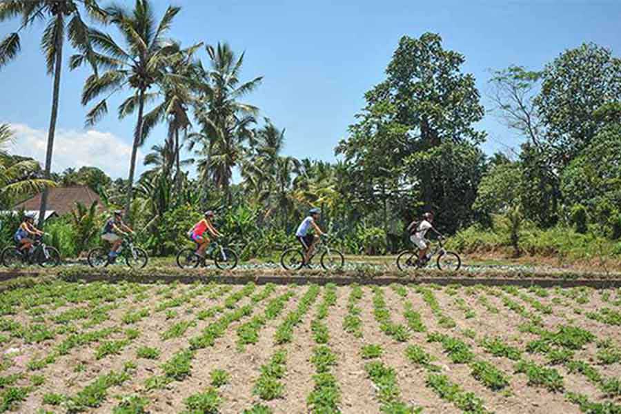 carangsari village, cycling tour, plantations