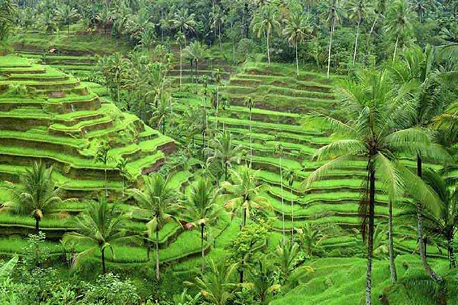 cekingan rice terrace bali