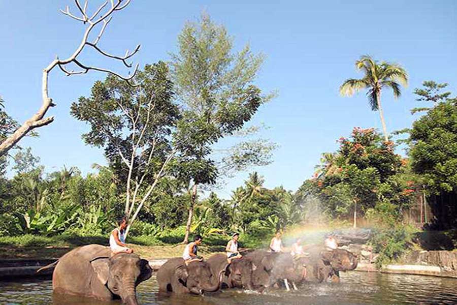 elephant wading pool, bali elephant camp