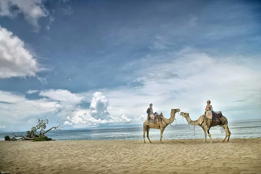 hilton beach, camel photo wedding