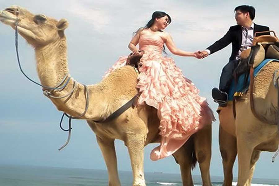 photo wedding with camel at hilton bali resort