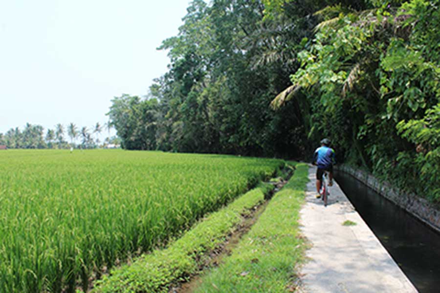 rice field view, luwus village, bali moon bike