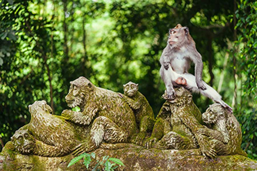 ubud monkey forest, honeymoon package bali, ubud tour