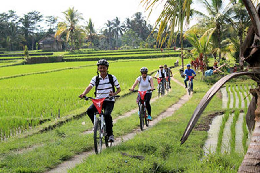 ubud village, rice field, bali cycling tour