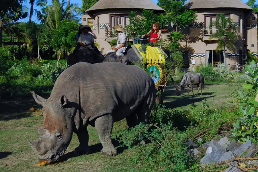 rhino taman safari