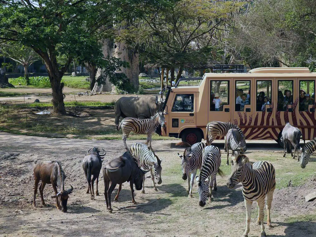 safari journey