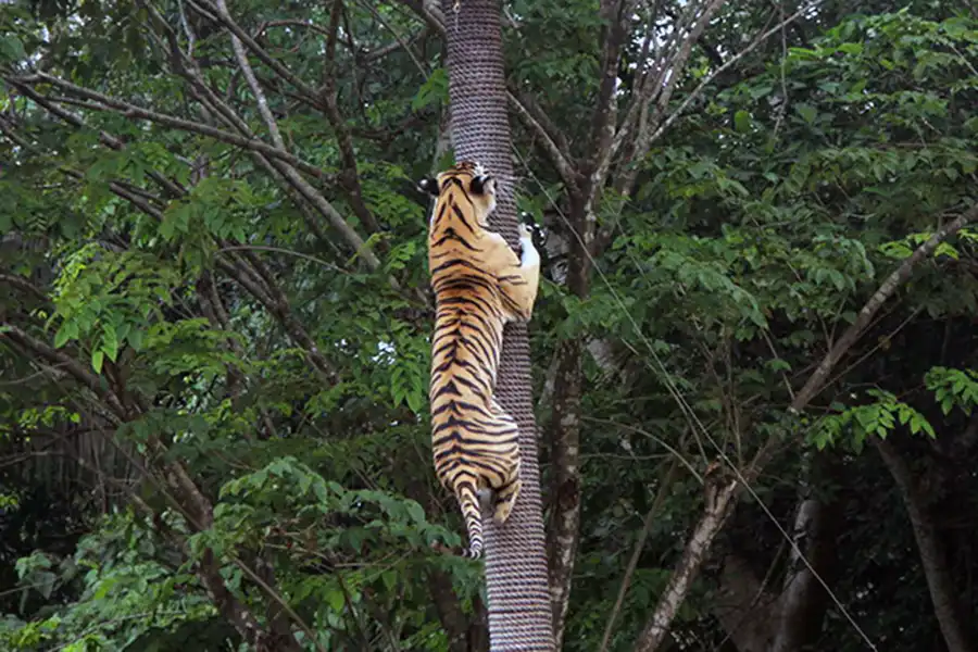 pertunjukan macan